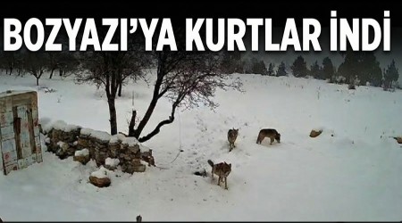 Bozyazı’ya Kurtlar İndi