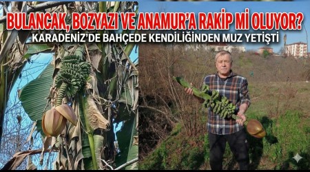 Bulancak, Bozyazı ve Anamur’a Rakip mi Oluyor? Karadeniz’de Bahçede Kendiliğinden Muz Yetişti