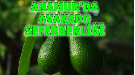 Anamurda Avakado seferberlii