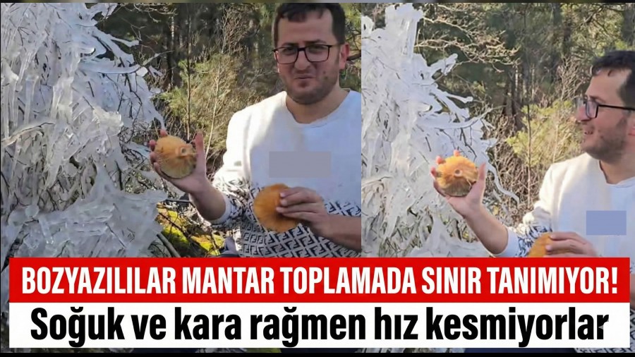 Bozyaz�l�lar Mantar Toplamada S�n�r Tan�m�yor!