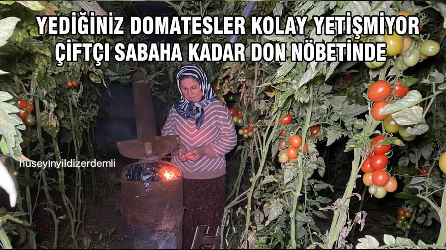Yediğiniz Domatesler Kolay Yetişmiyor: Çiftçi Sabaha Kadar Don Nöbetinde
