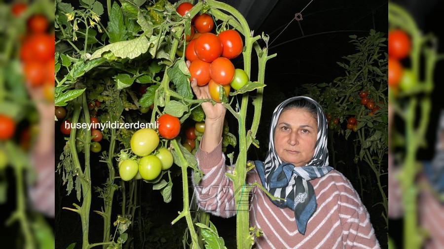 Yediğiniz Domatesler Kolay Yetişmiyor: Çiftçi Sabaha Kadar Don Nöbetinde