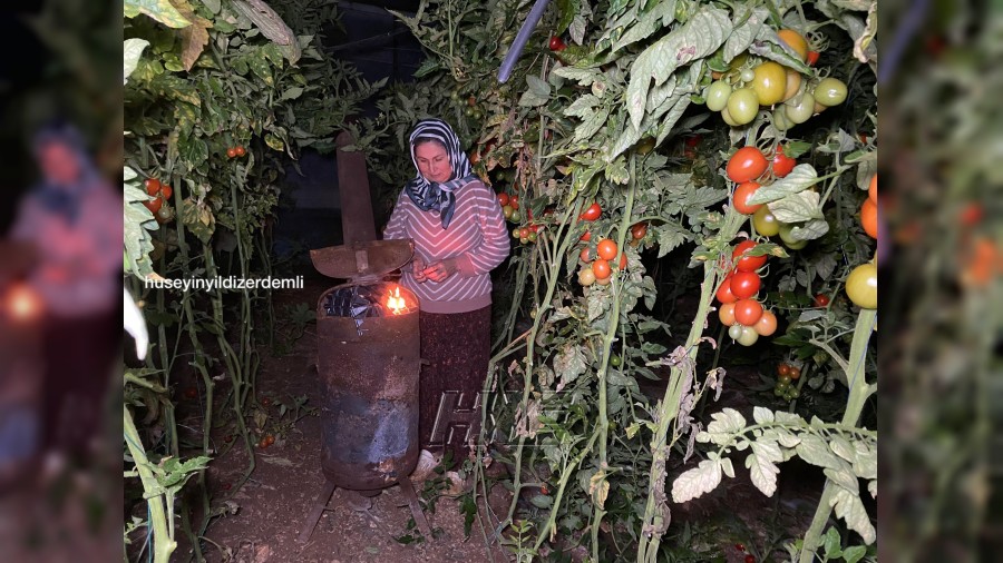 Yediğiniz Domatesler Kolay Yetişmiyor: Çiftçi Sabaha Kadar Don Nöbetinde