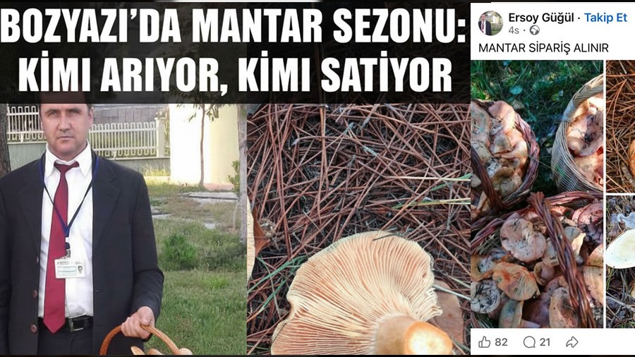Bozyaz��da Mantar Sezonu: Kimi Ar�yor, Kimi Sat�yor