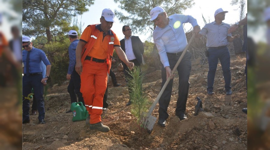Bozyazı fidan dikti