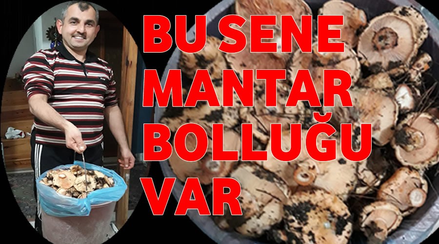 Bu sene mantar bolluu var