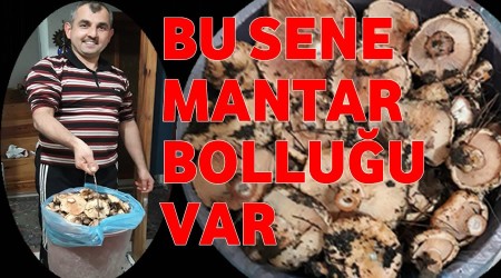 Bu sene mantar bolluu var
