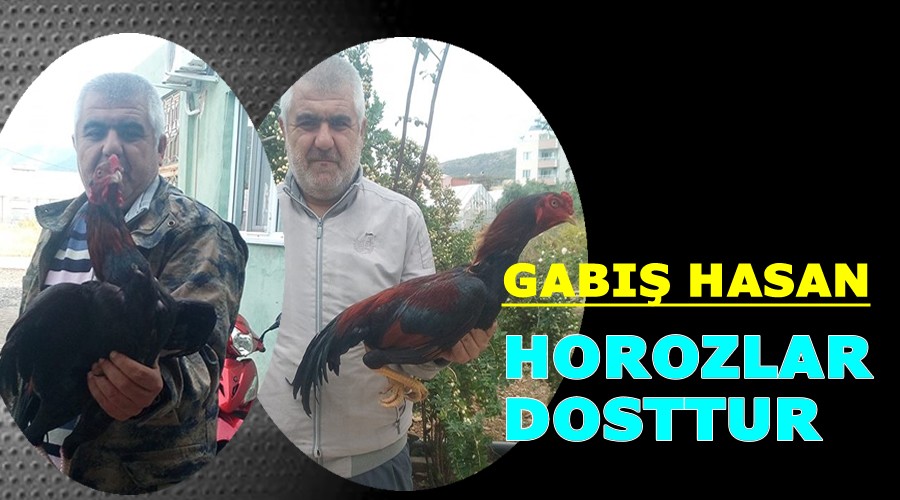 Gab Hasan:Horozlar dosttur