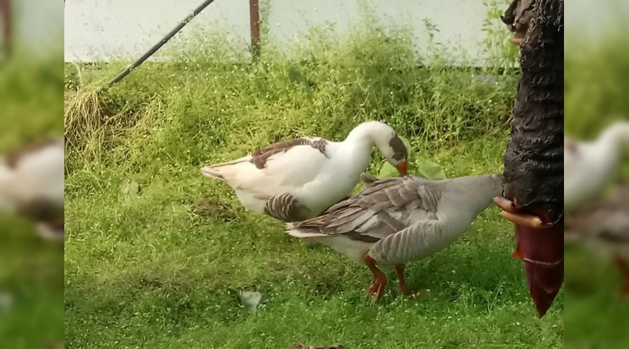 Vahdet Topçuoğlu,Seradaki sivri otlara çözüm buldum