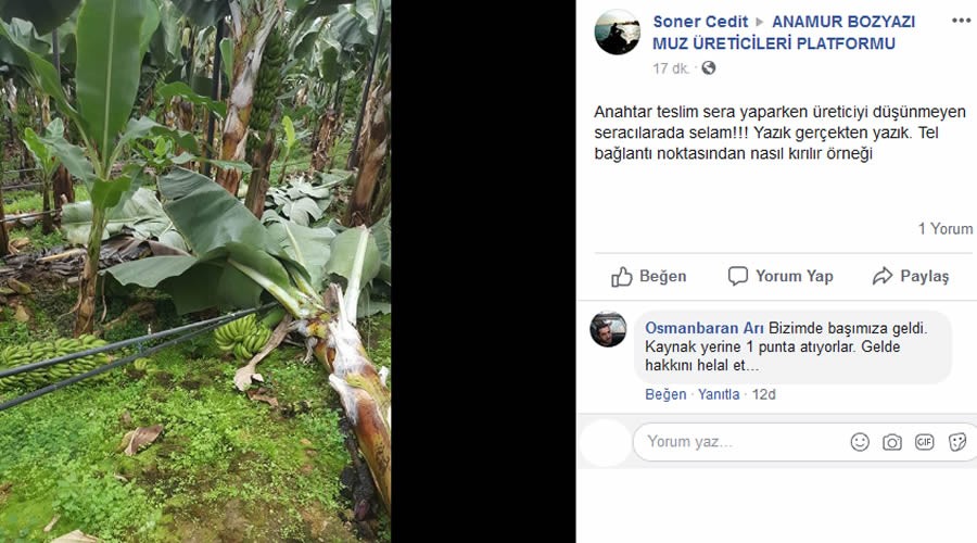 Muz üreticisi isyan etti!Yazık!Yazık!...