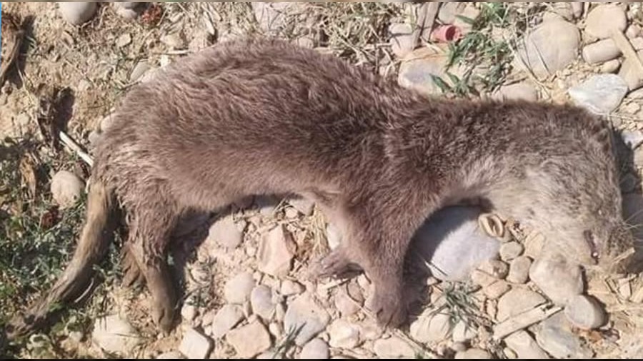 Kaledibinde su samuru ölü bulundu