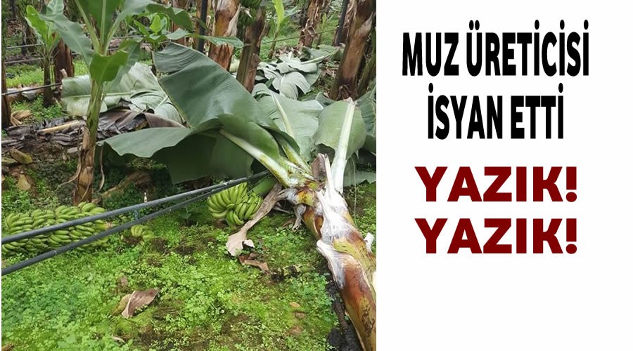 Muz üreticisi isyan etti!Yazık!Yazık!...