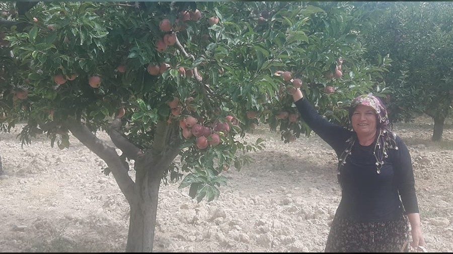 Kızılca’da elma hasadı başladı