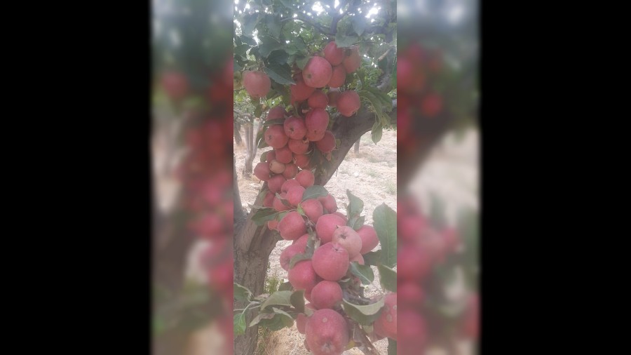 Kızılca’da elma hasadı başladı
