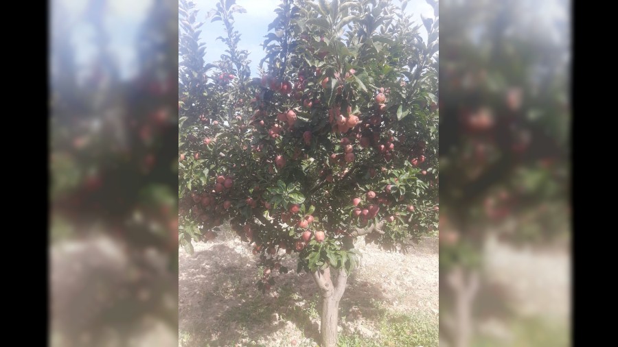 Kızılca’da elma hasadı başladı