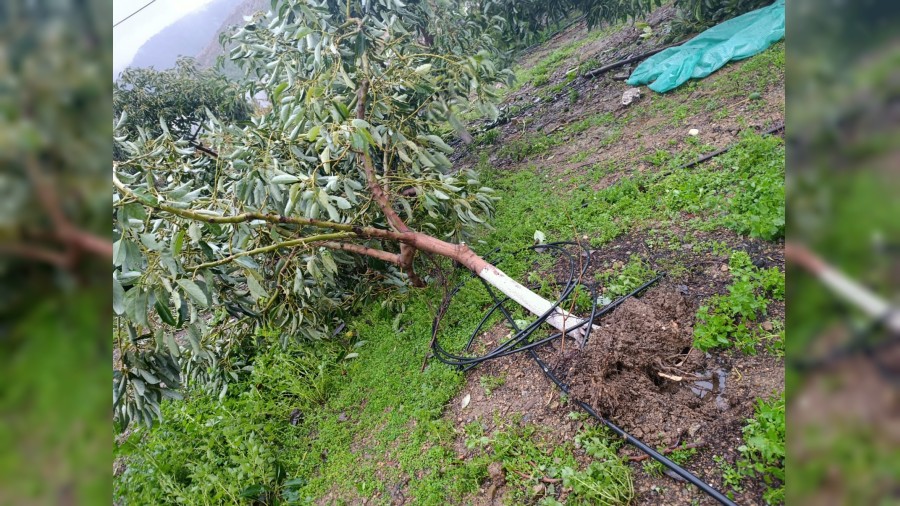 F�rt�na �at�y� f�rlatt�