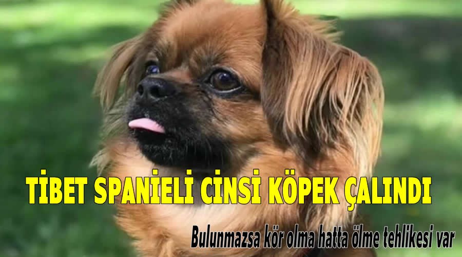 Kaledibinde Tibet Spanieli cinsi kpek alnd