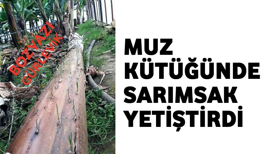 Muz kütüğünde sarımsak yetiştirerek tarihe geçti