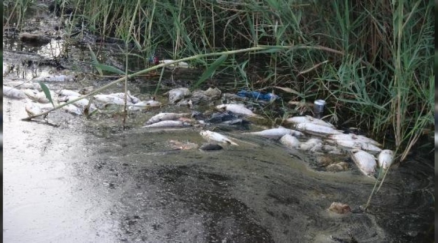 Bozyazda balk lmleri korkuttu