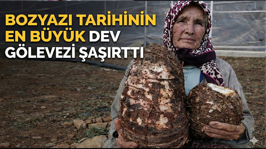 K�teklerdeki DEV G�levez �a�k�nl�k Yaratt�!!